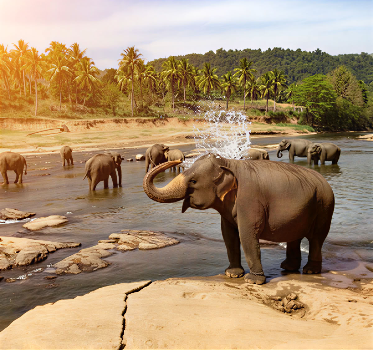Lugna stigar: 7 dagar av lycka i Sri Lanka! Yoga, meditation, kultur, natur