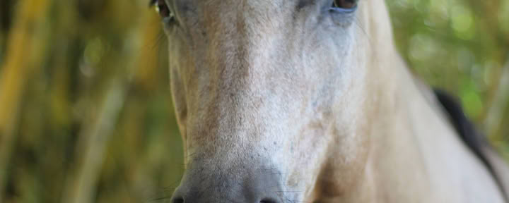 Ancestral Ceremony with Horses at EncanTica
