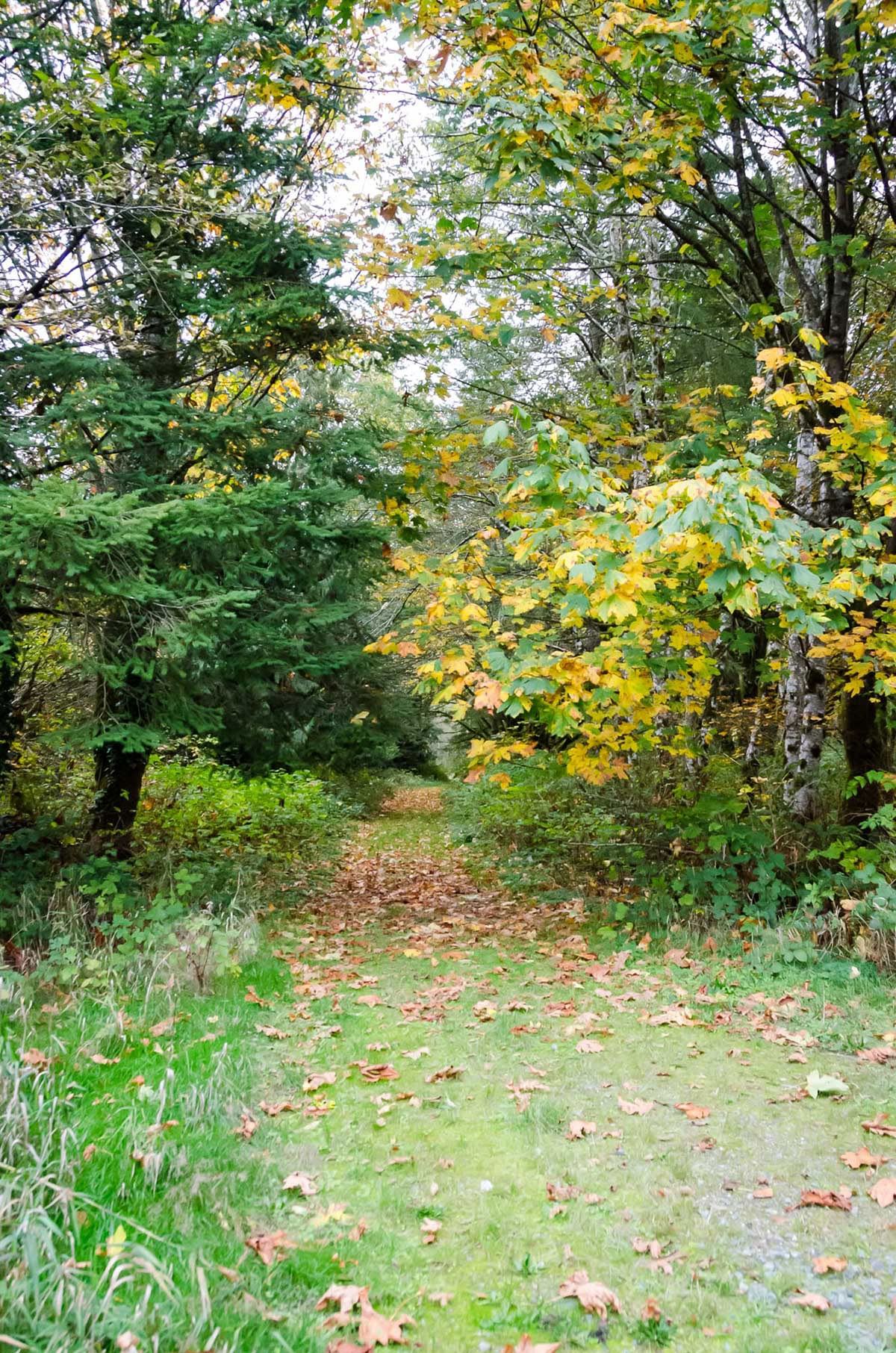 Detox-retreat – Sommarrening