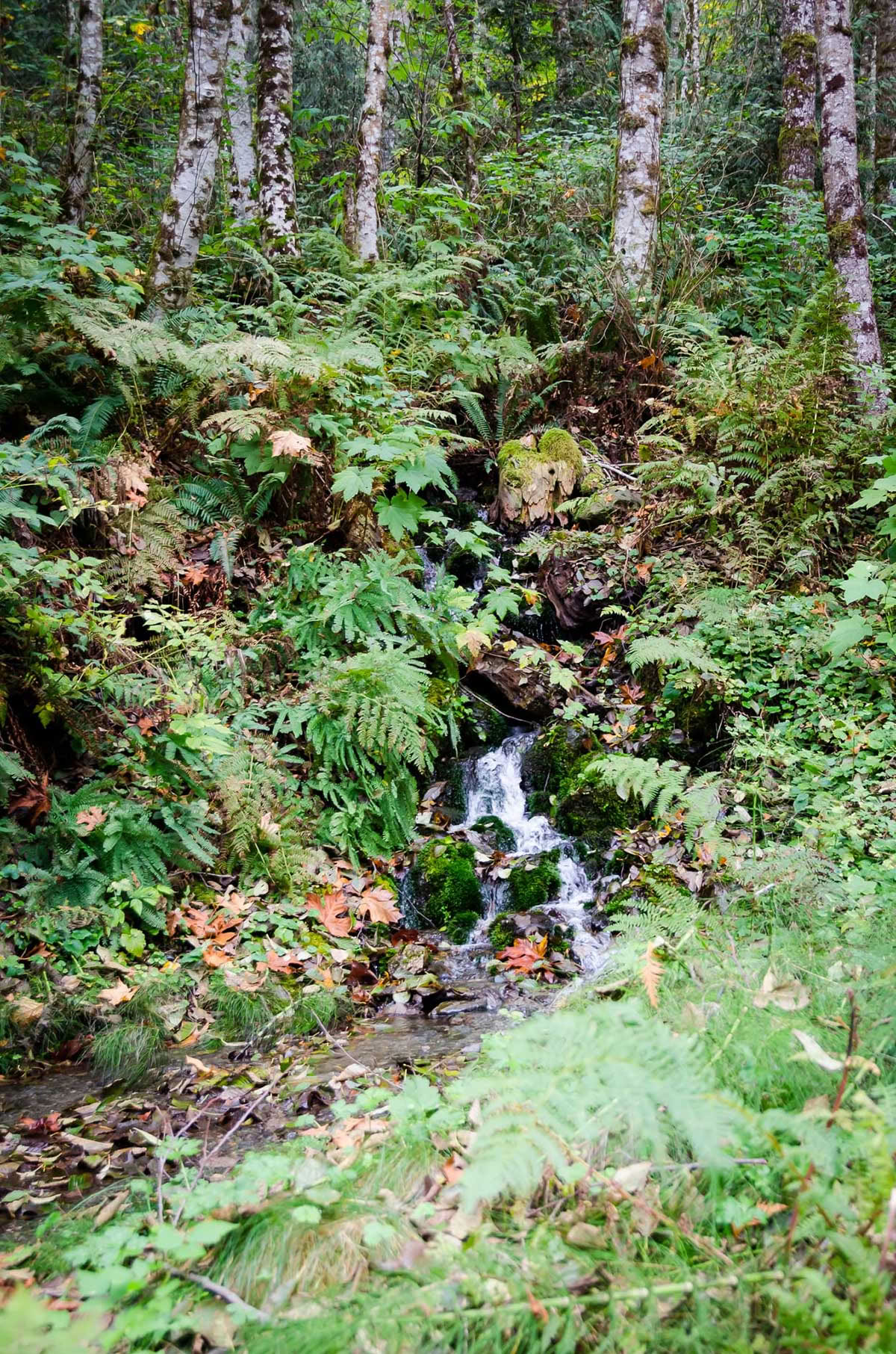 Avgiftningsretreat – Höstkur