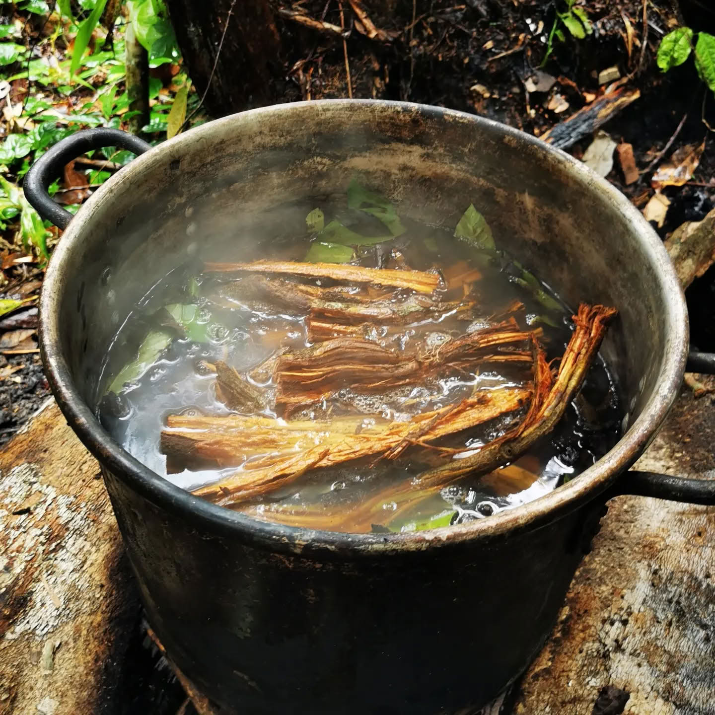 7-dagars ayahuasca-retreat