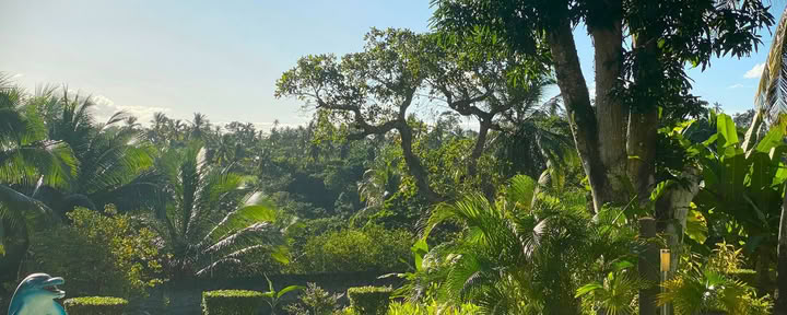 14-dagars ayahuascaretreat med Flow Brazil Yoga / meditation och massage