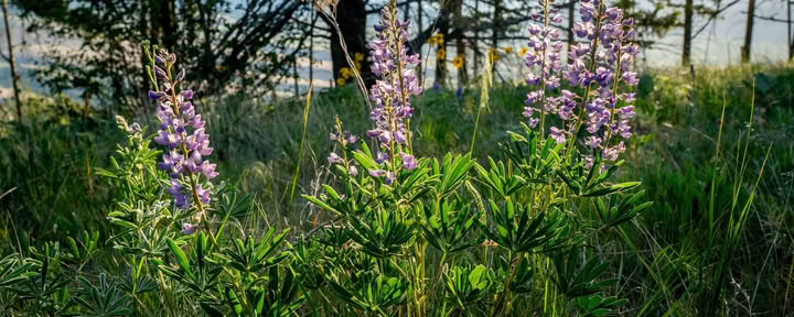 Återställ och förnya