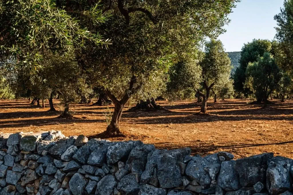 Samtal med platsen: ett kreativt residens på Masseria Specula