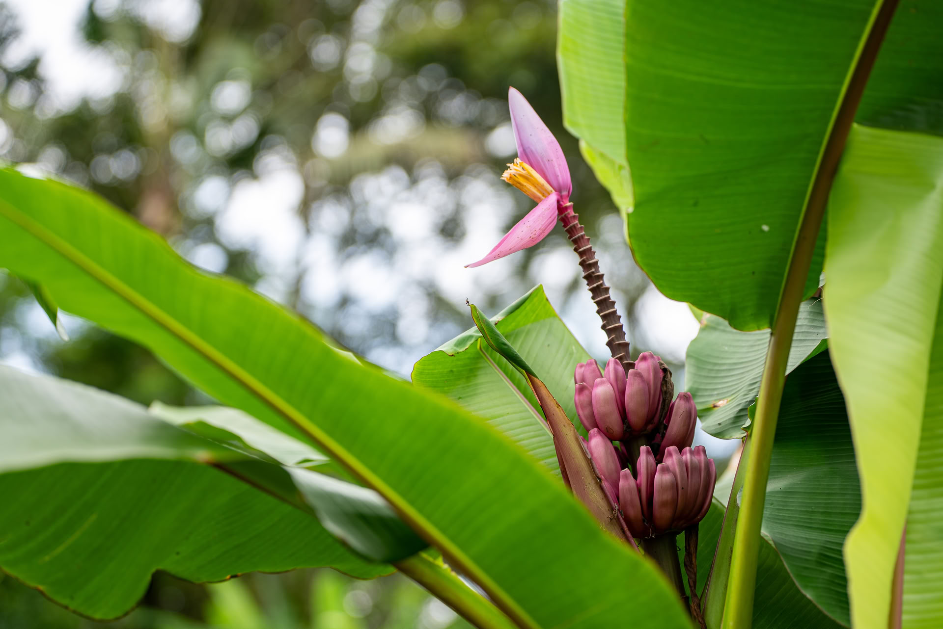 Engångserbjudande i Bali