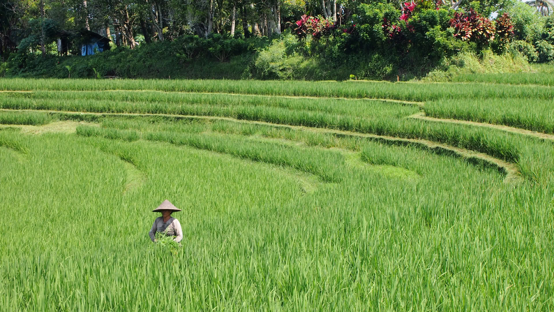 Engångserbjudande i Bali