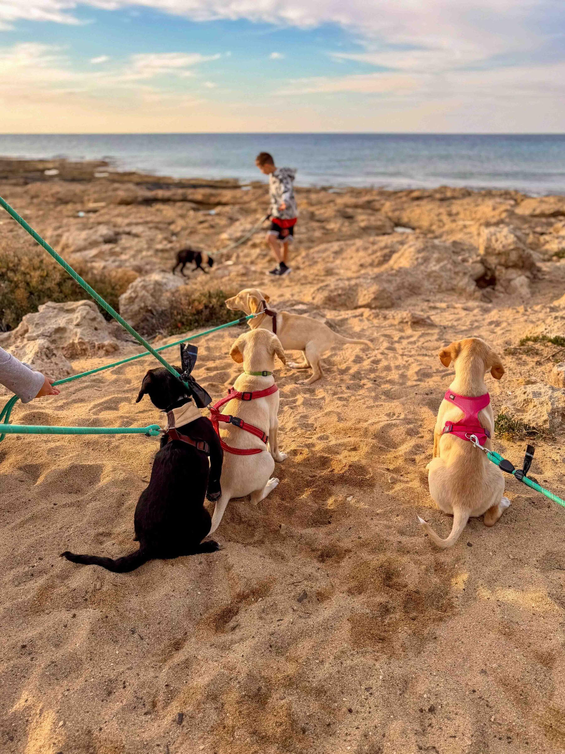 Valppromenad på stranden