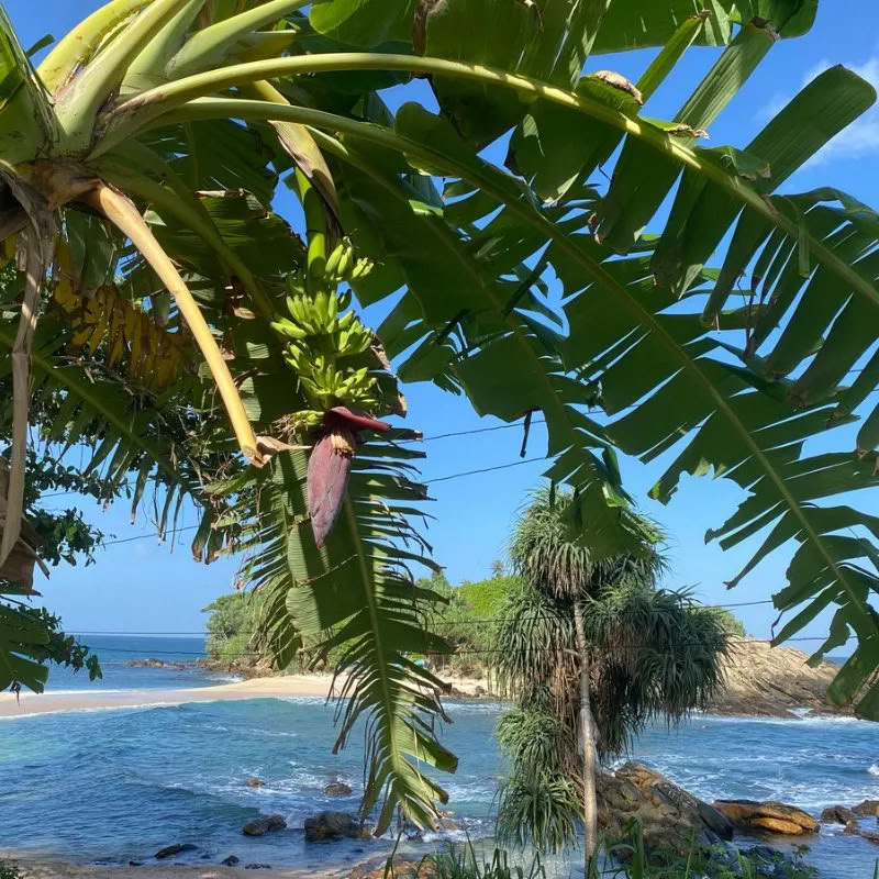 Retreat på Sri Lanka – september 2026