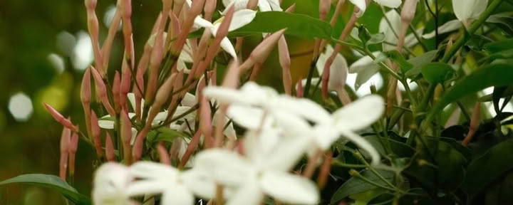 9-dagars ayahuasca-retreat