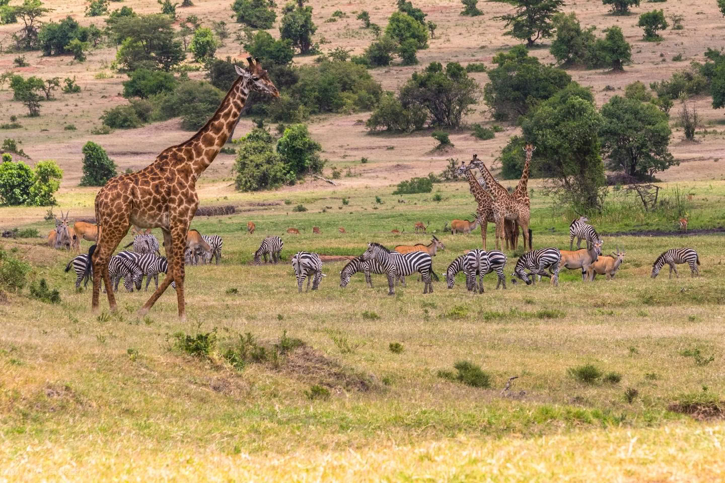 Sophie Jaffes familjesafari i Kenya