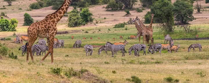 Sophie Jaffes familjesafari i Kenya