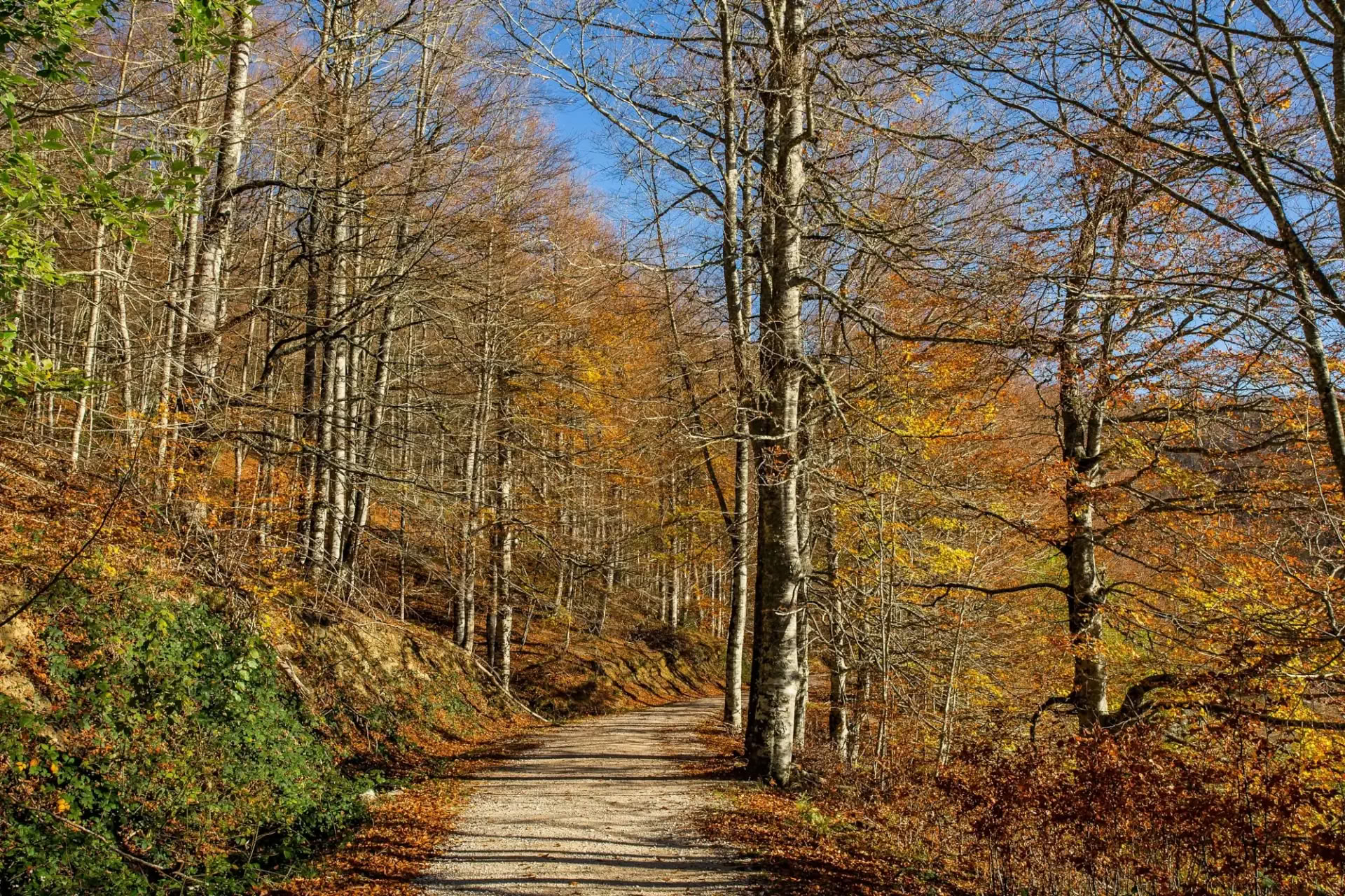 Oktober yogaretreat: Den gyllene skogsupplevelsen