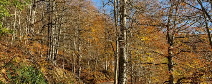 Oktober yogaretreat: Den gyllene skogsupplevelsen