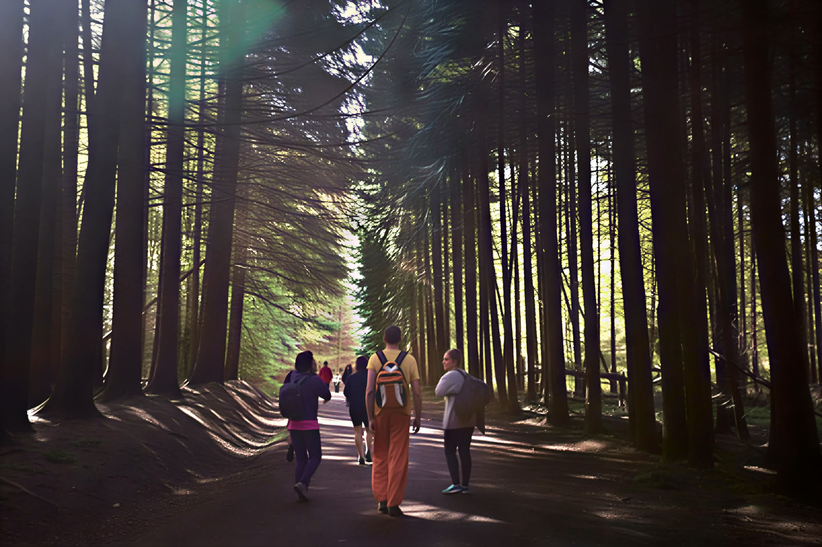 Yoga & naturretreat: Den gyllene skogsimmersjonen