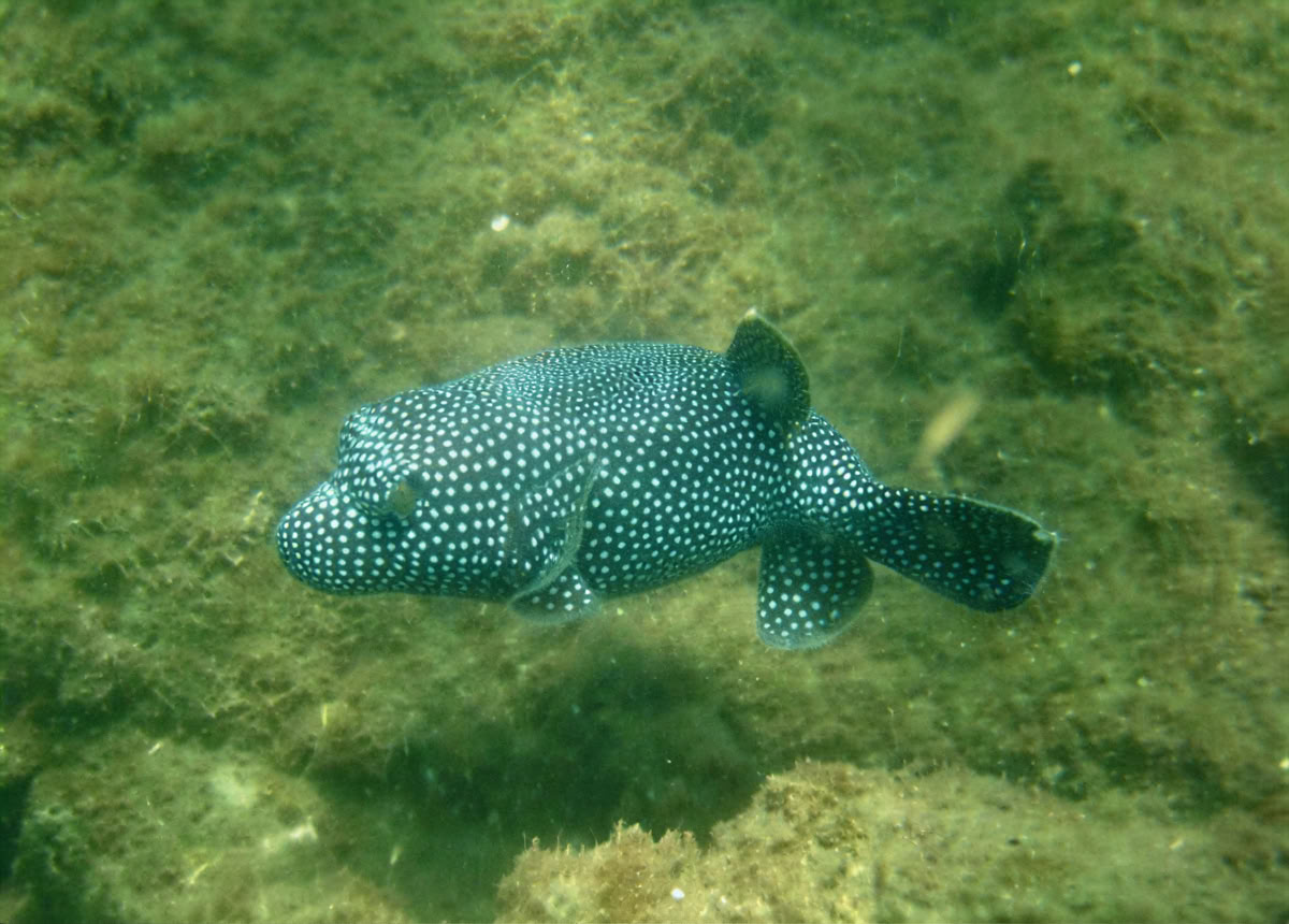 Natur- och rymdäventyrsretreat – Costa Rica