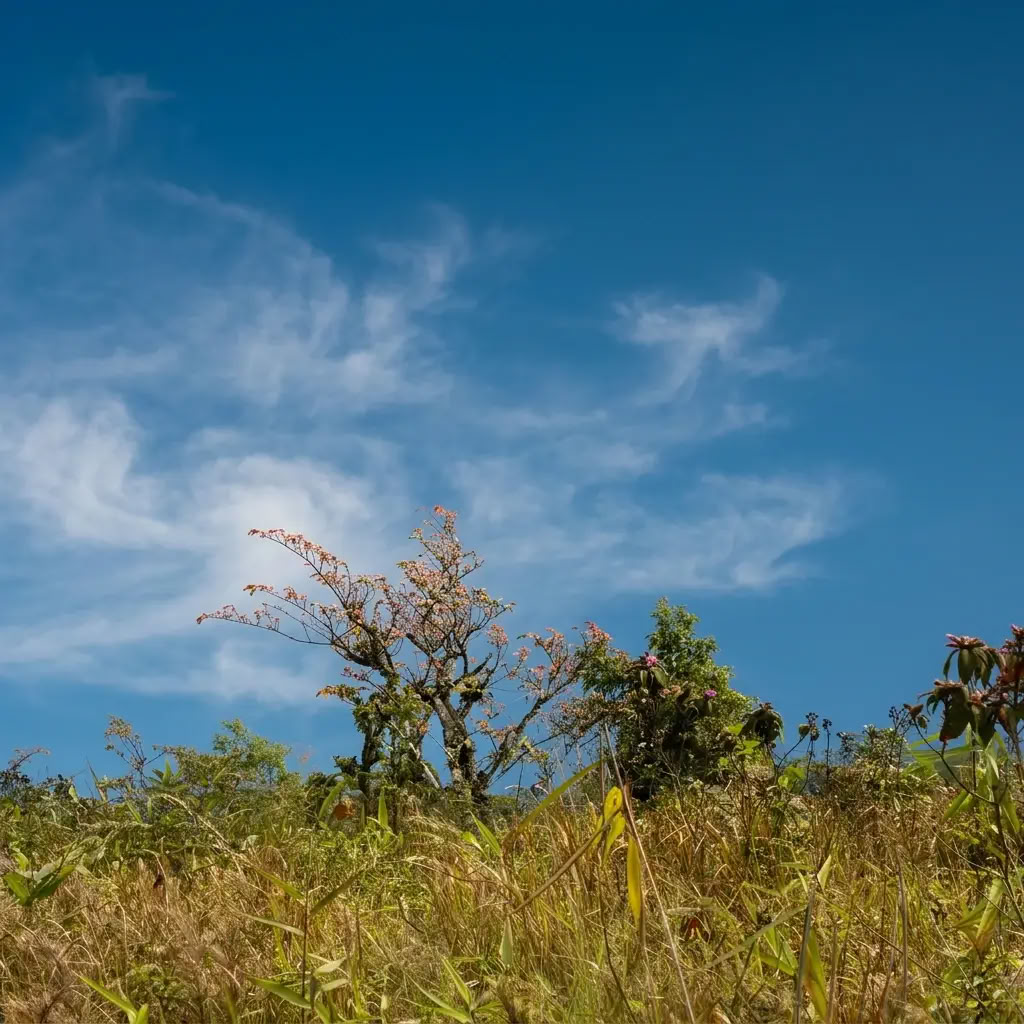 Silva-metoden Goa-retreat 2026