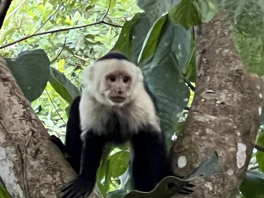 Andlig ayahuasca-retreat i Costa Rica