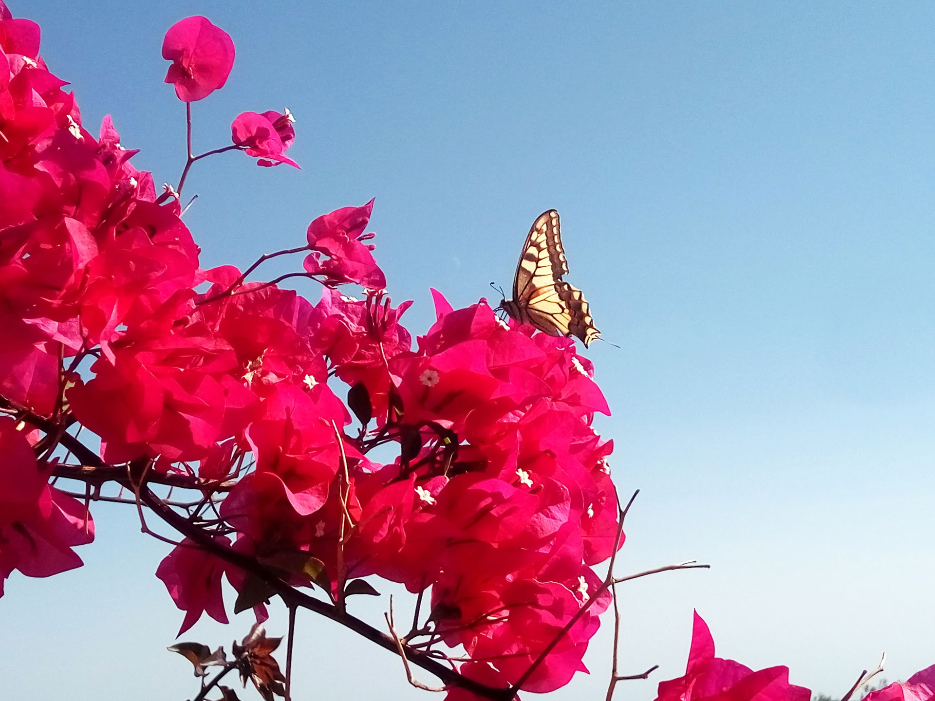 28 dagars varsamma transformerande retreat