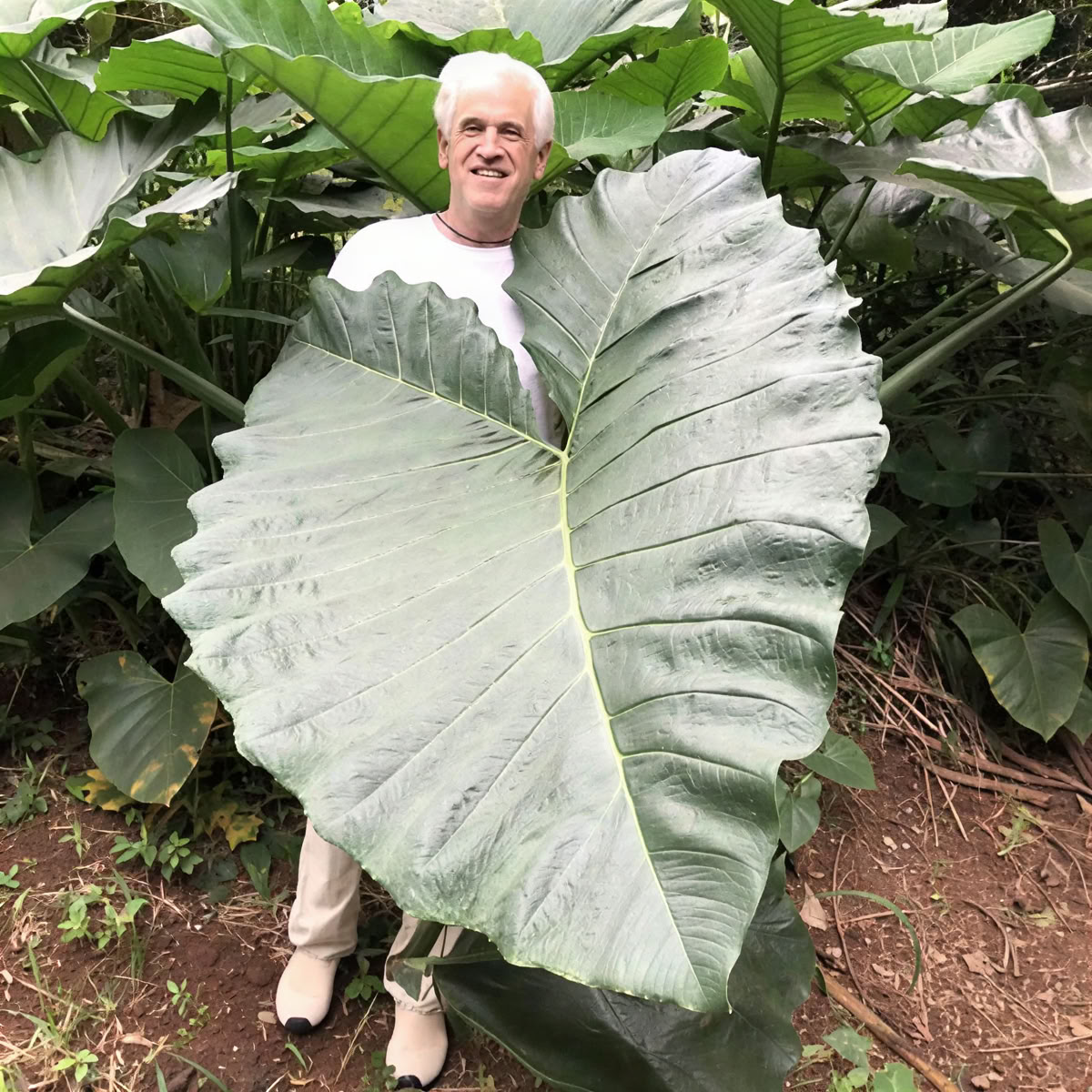 Heliga trädgårdens plantskolevisning