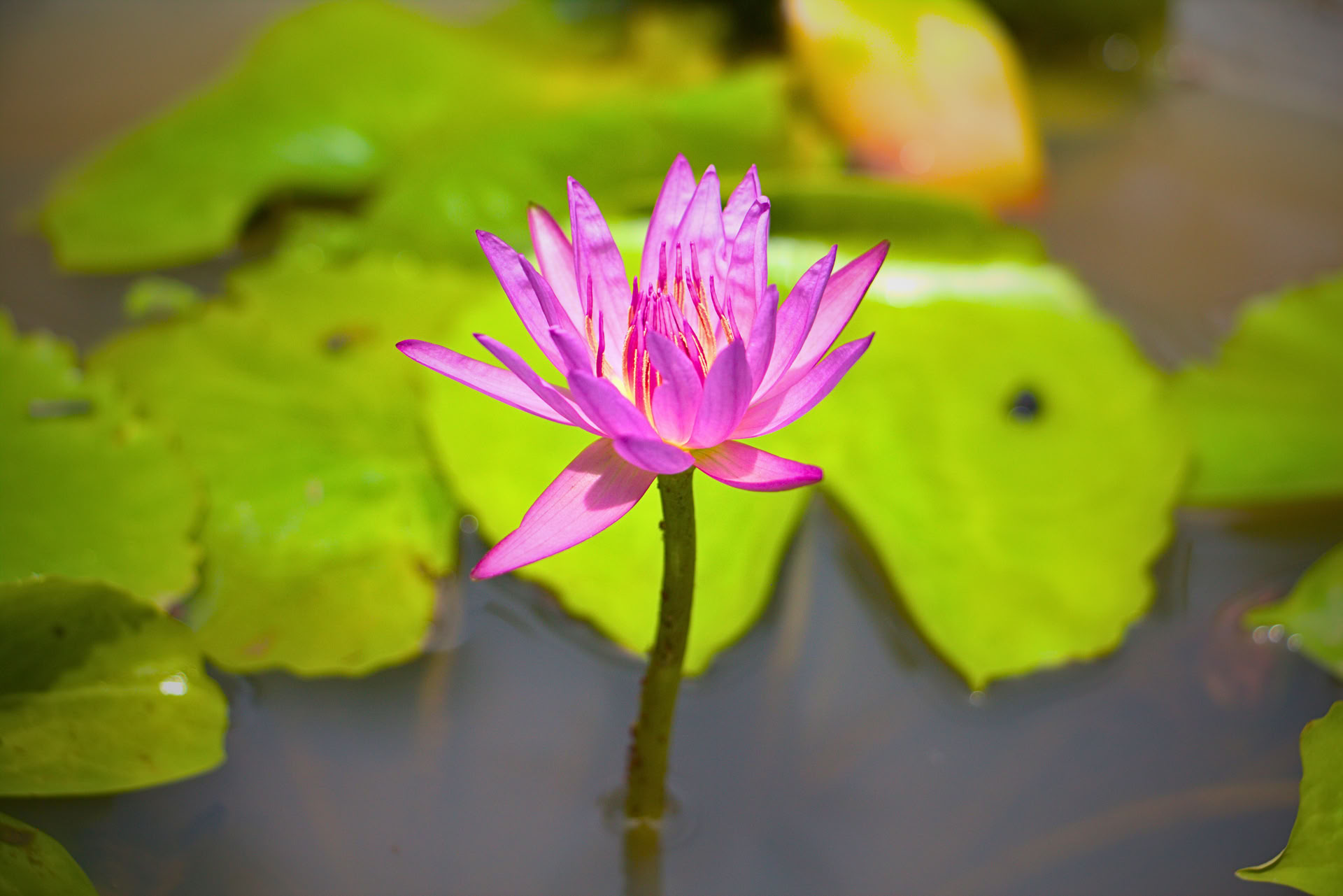 7-dagars återställningsretreat för nervsystemet, yoga och meditation, Sri Lanka