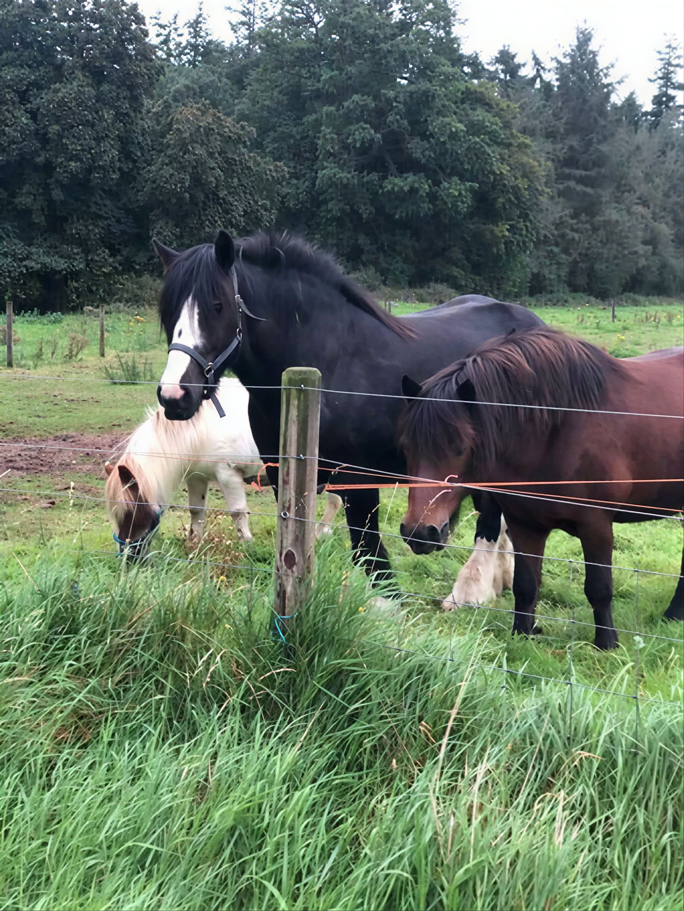 Familjeyogaretreat med bara andas, Irland