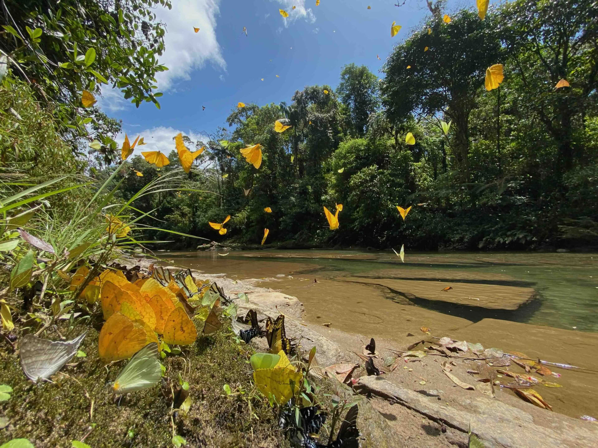 20–29 november 2026, vildmarken Napo-Galeras, Ecuadors Amazonas