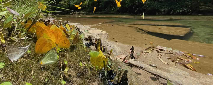 20–29 november 2026, vildmarken Napo-Galeras, Ecuadors Amazonas