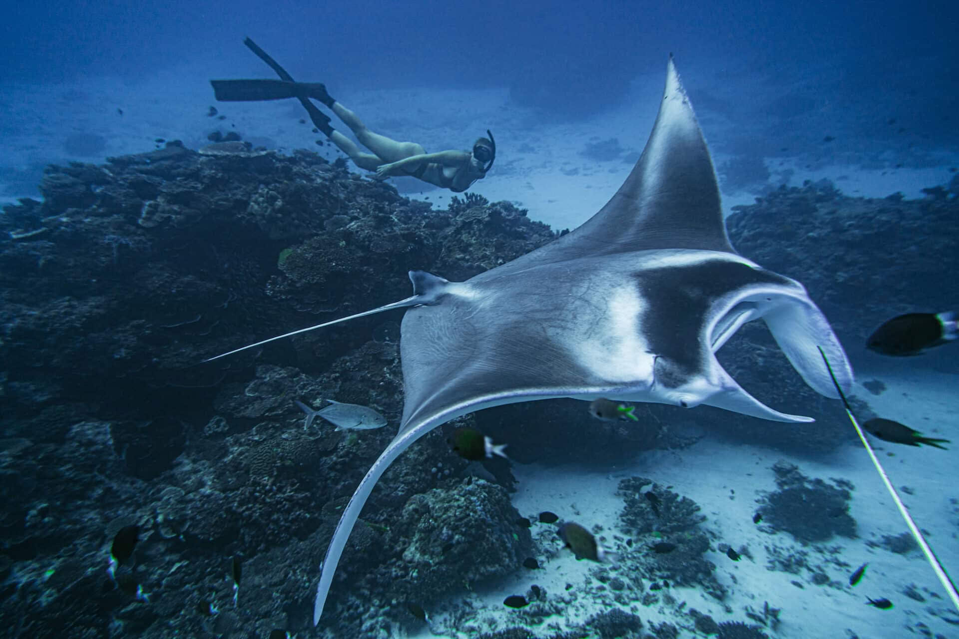 Lady Elliot Island fridykning och endast för instruktörer utan andning