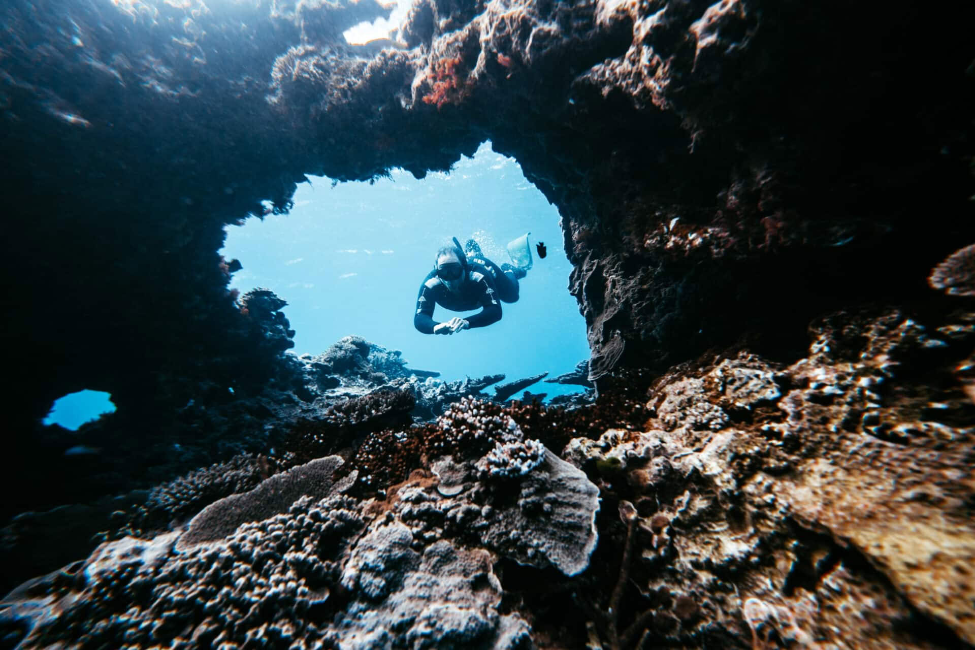 Lady Elliot Island fridykning och exklusiv inbjudan endast