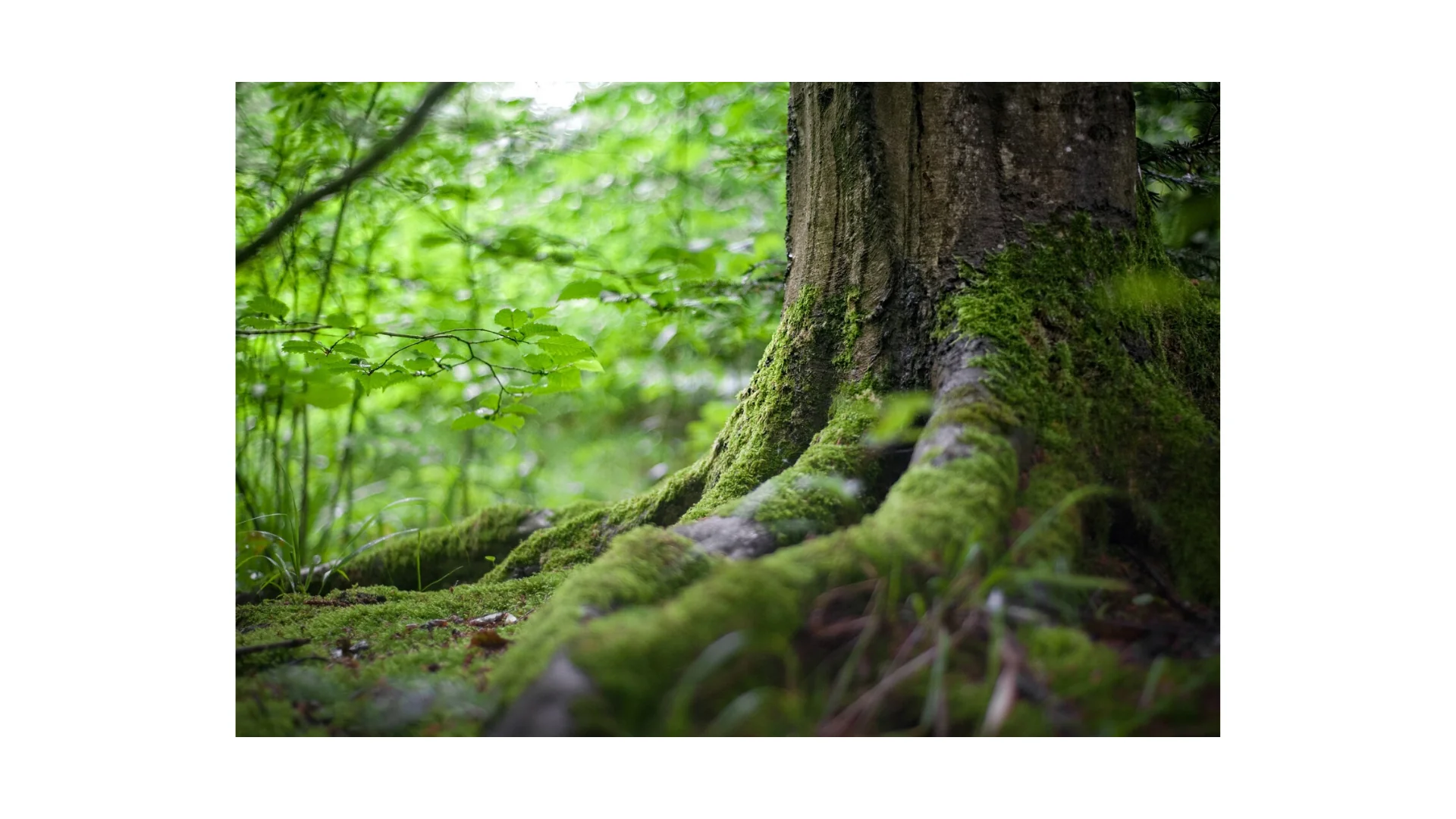 Mindfulness skogsupplevelse 🌳