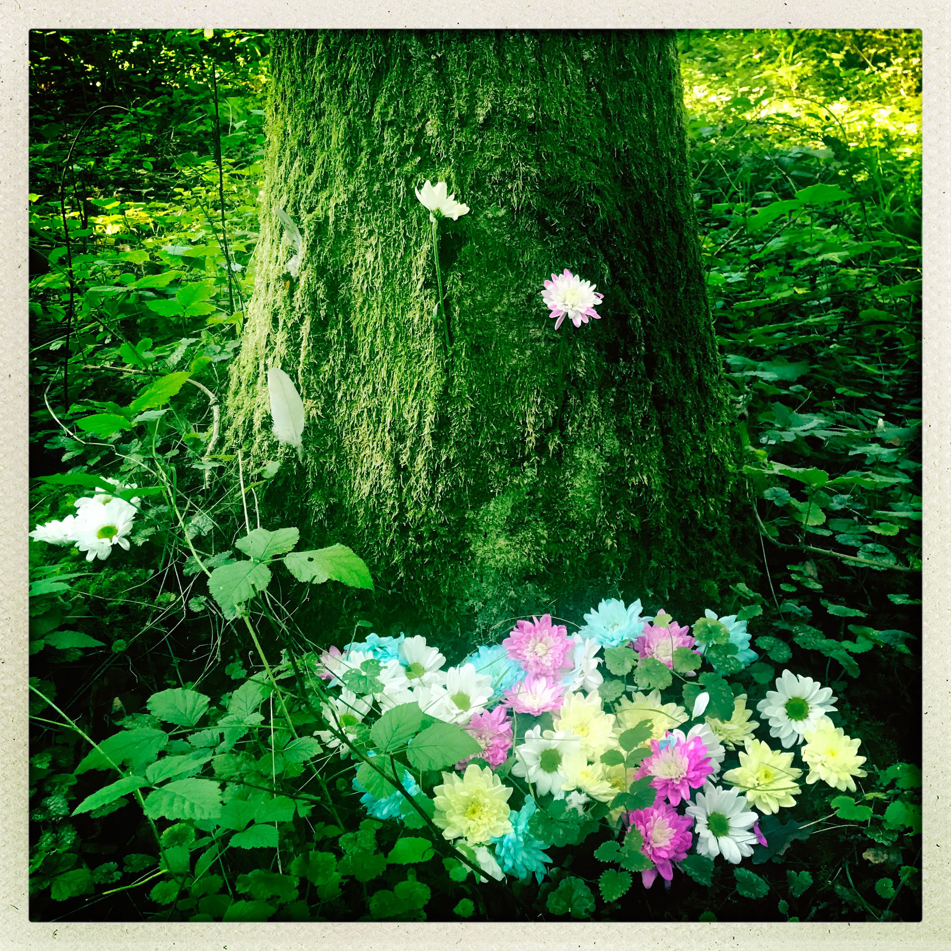 Mindfulness skogsupplevelse 🌳