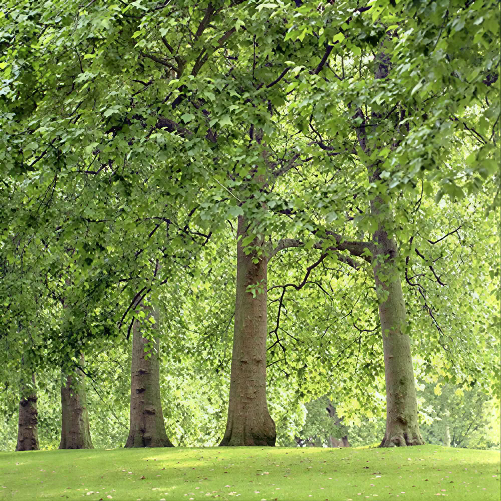 Mindfulness skogsupplevelse 🌳