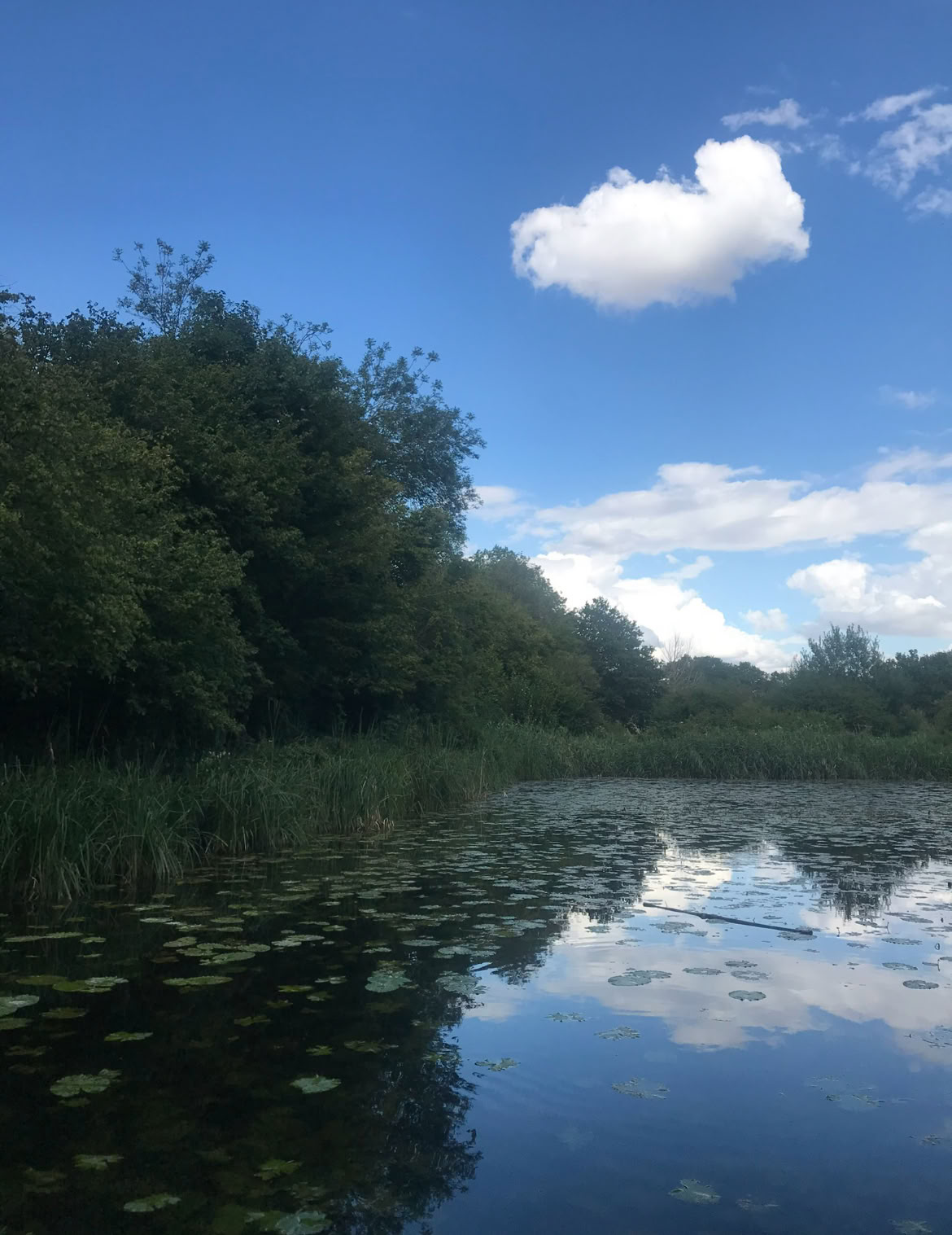 Mindfulness skogsupplevelse 🌳