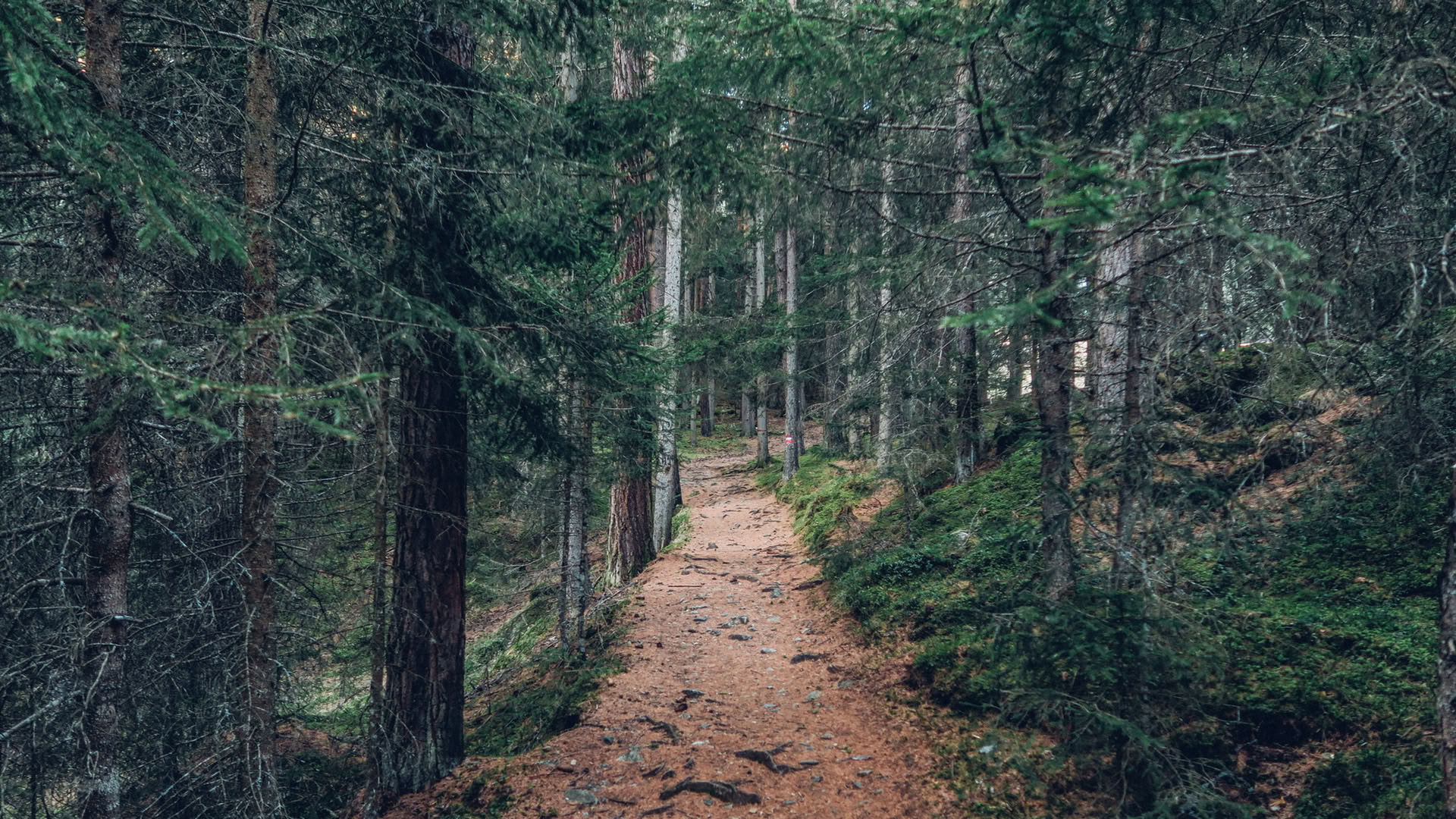 Mindfulness skogsupplevelse 🌳