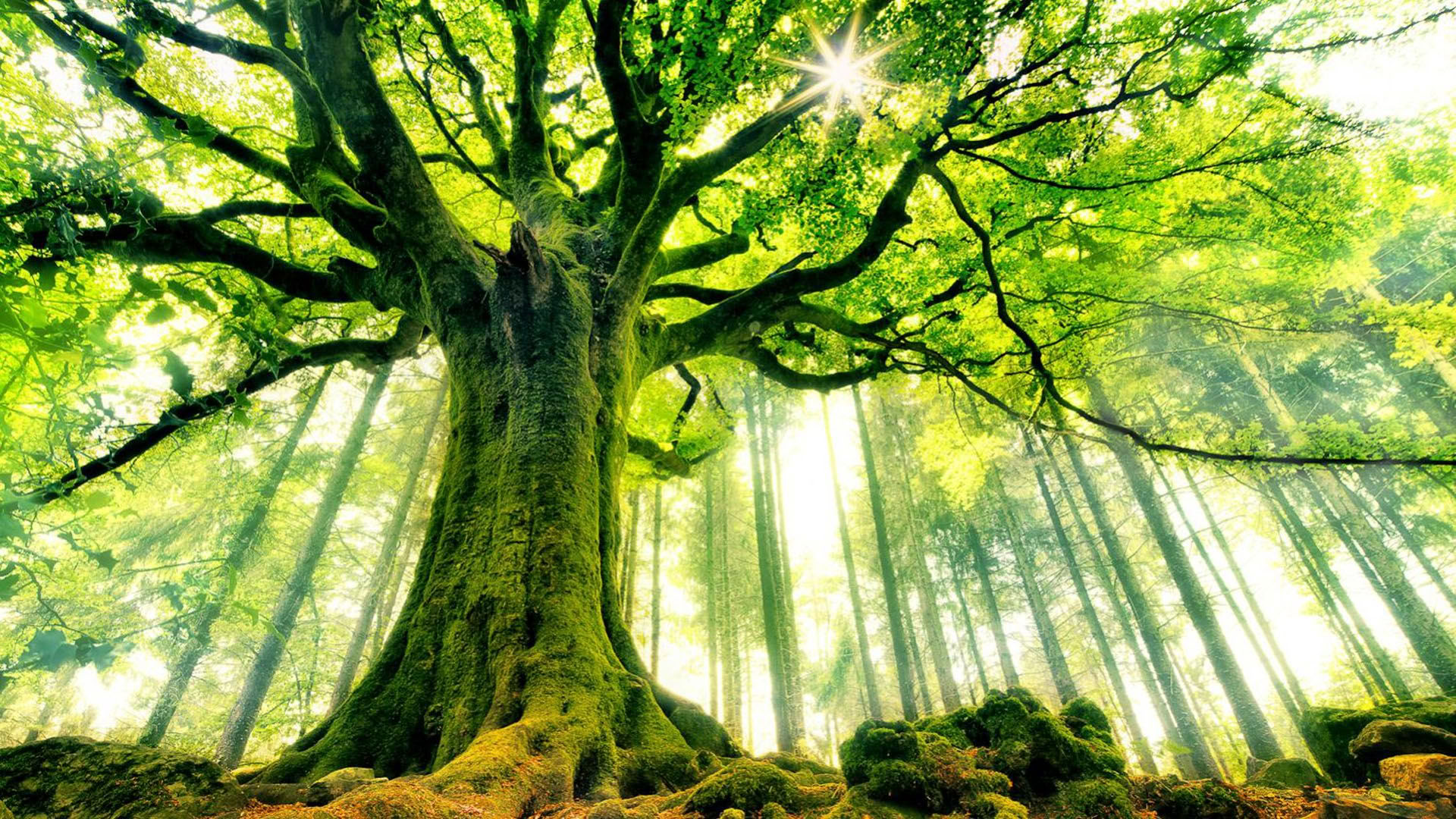 SoulNatural - naturhealing