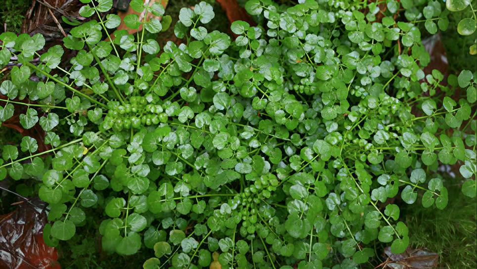 SoulNatural - naturhealing