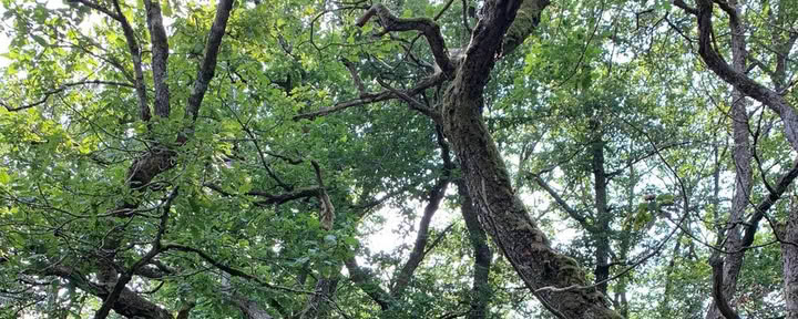 Jordens solovision quest i skogen – 11 till 13 september 2026