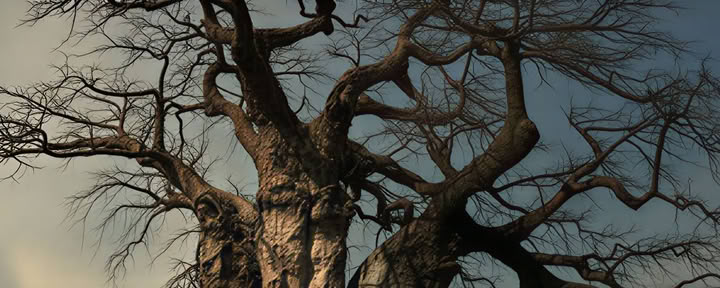 Bushretreat 7 dagar - Hambana Lifestyle Lodge