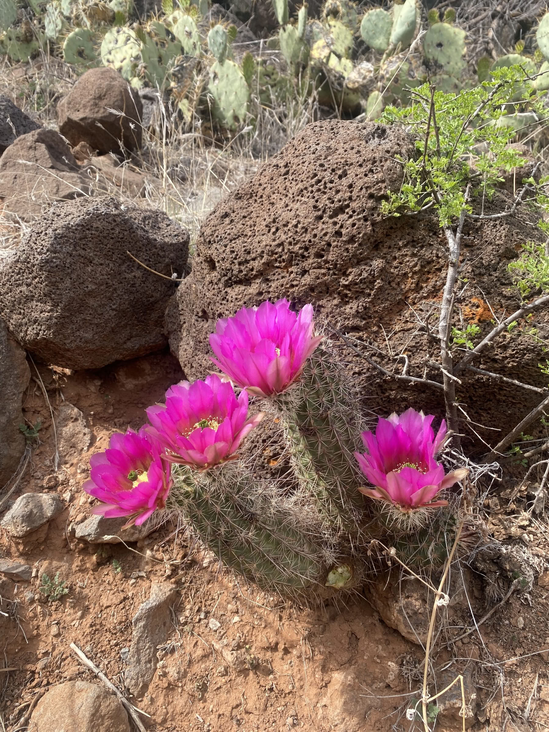 Yoga-, vandrings- och helanderetreat i Sedona, Arizona