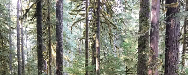 Aldermarsh: Yogameditationsretreat i Washington State