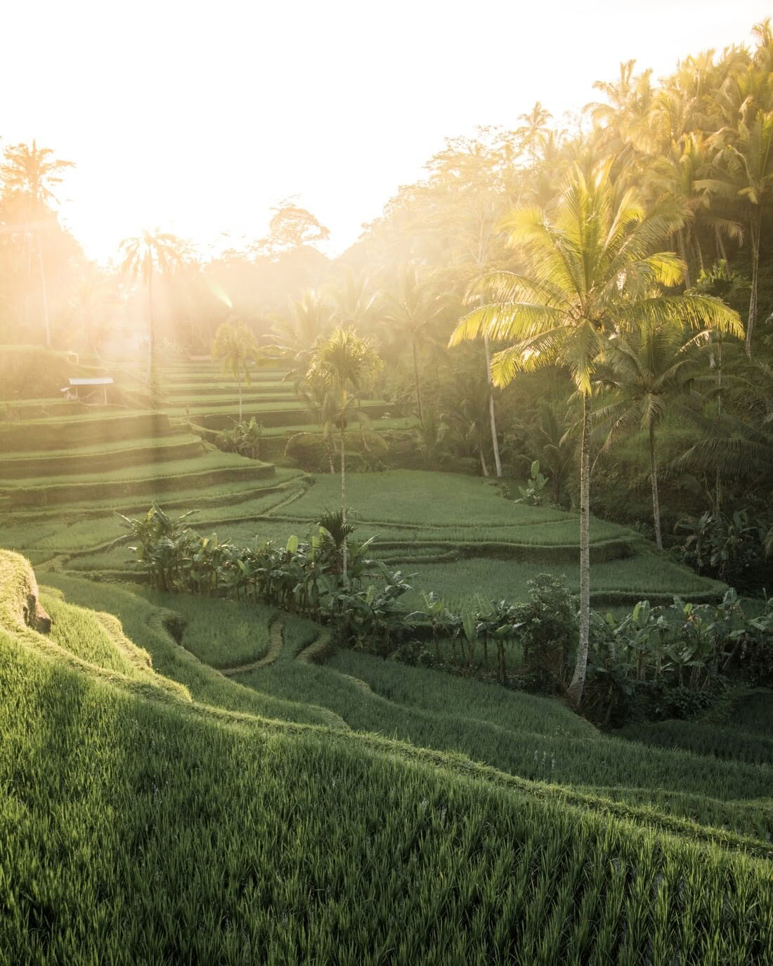 Den integrerade vägen: 6 nätters yogaretreat på Koh Samui, Thailand