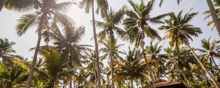 Yoga- och ayurvedaretreat i Indien – 1 september