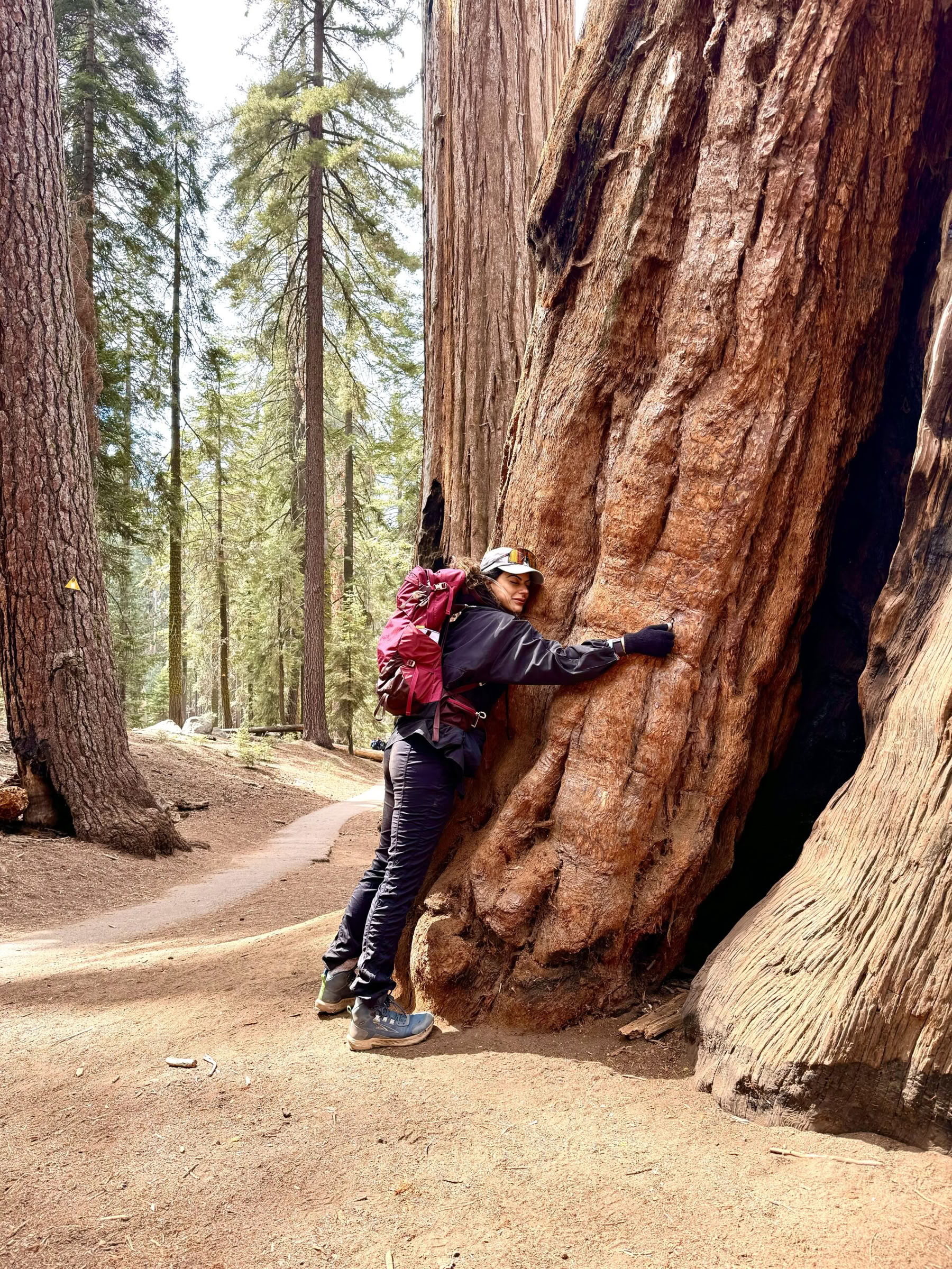Att upptäcka sequoians magi
