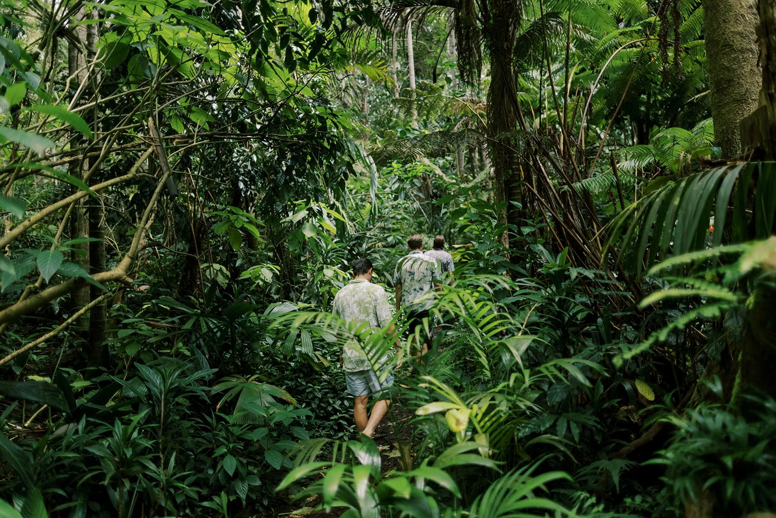 Privat tur i molnskog – Pantropical Trail (1,5 tim)