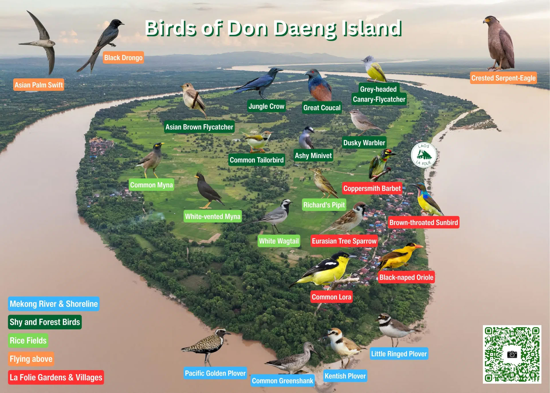 Trädtoppsutforskare