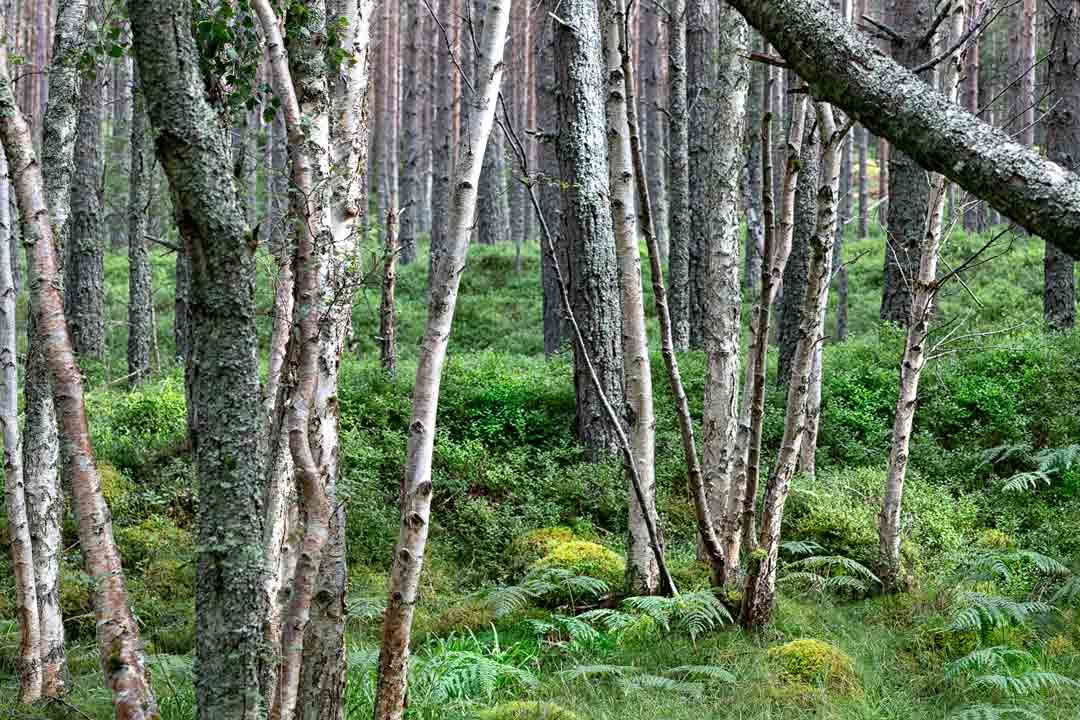 Avkoppling vid Rannoch