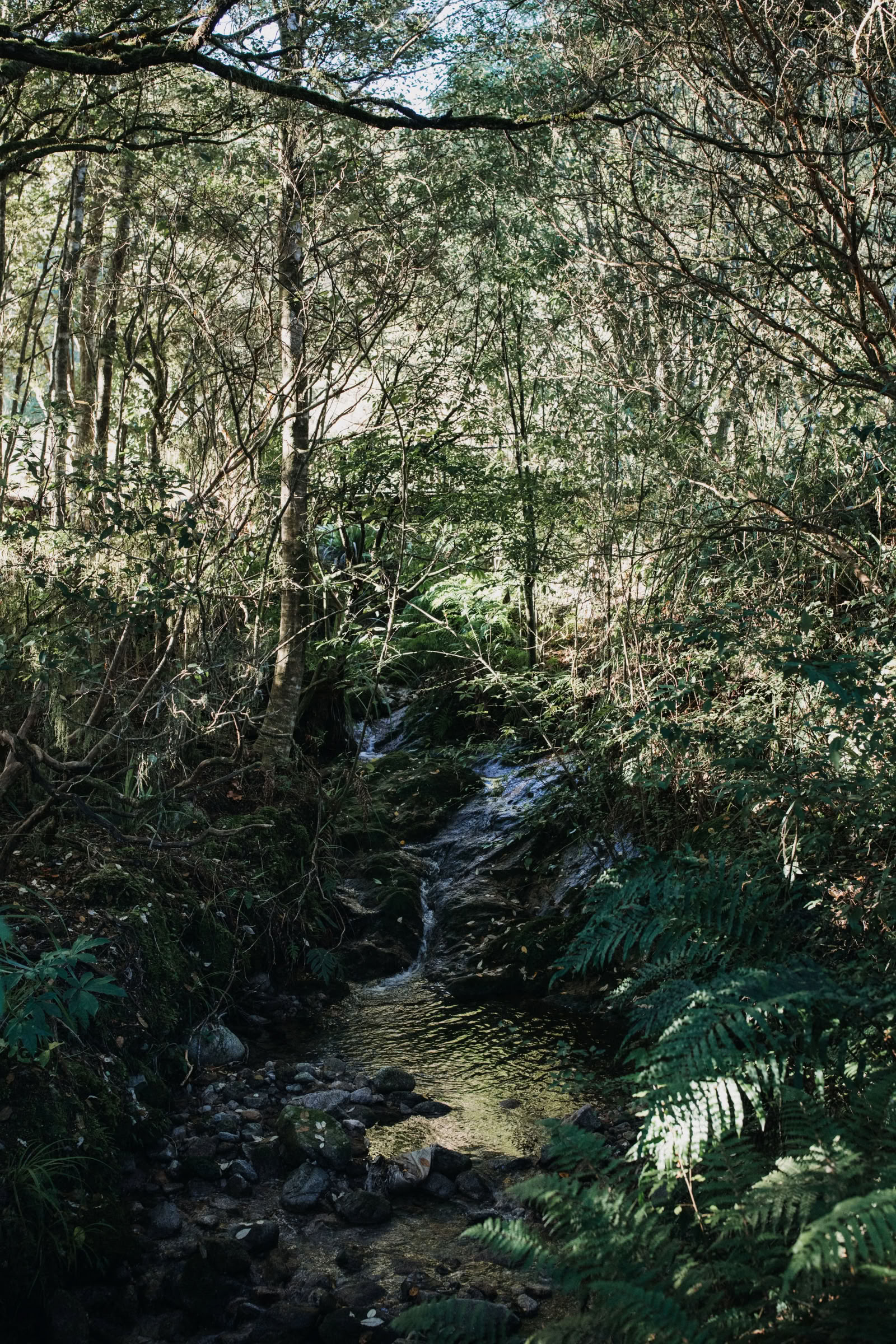 Natur- och yogaretreat – Sydön, Nya Zeeland med Joan Hyman