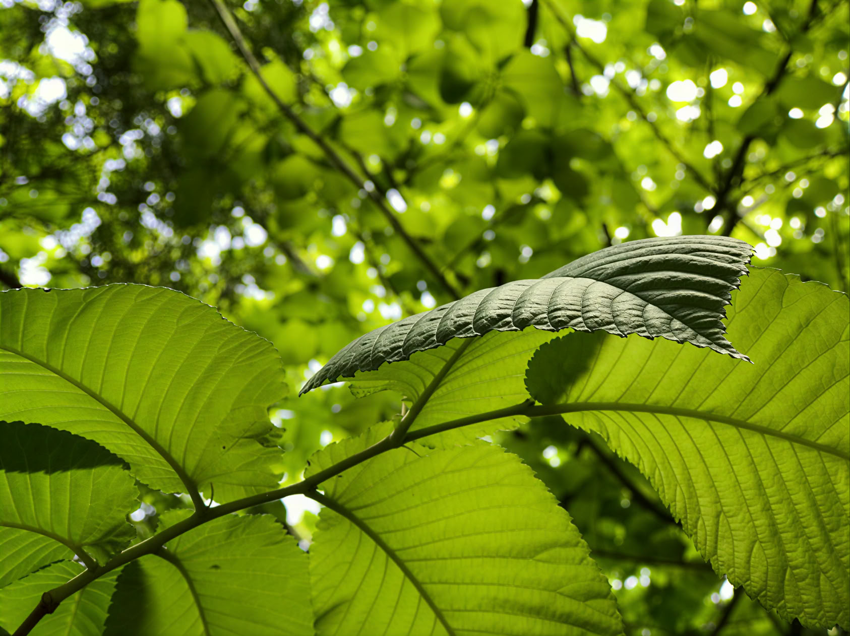 Aromaterapimassage (vardag)