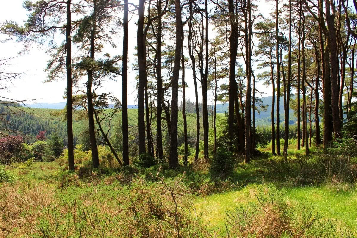 Återvänd till Mucklagh - Samhain — Mucklagh Lodge