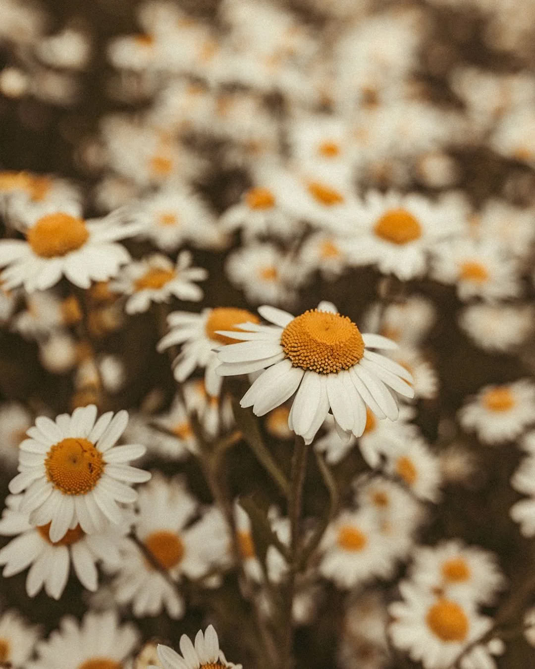 Fjällåterställningsretreat | 23 augusti